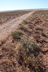 Lasiosiphon polycephalus