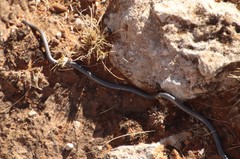 Leptotyphlops scutifrons