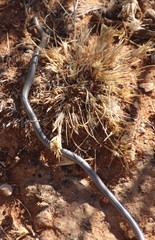 Leptotyphlops scutifrons