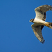 Long-winged Harrier - Photo (c) Edwin Harvey, some rights reserved (CC BY-NC-SA)