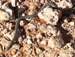 Leptotyphlops scutifrons