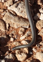 Leptotyphlops scutifrons