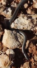 Leptotyphlops scutifrons