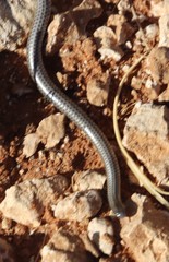 Leptotyphlops scutifrons