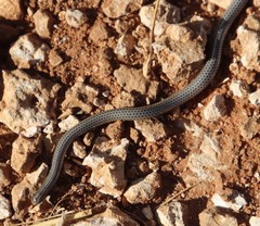 Leptotyphlops scutifrons