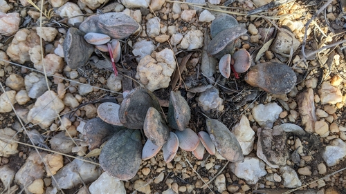 Adromischus umbraticola 3