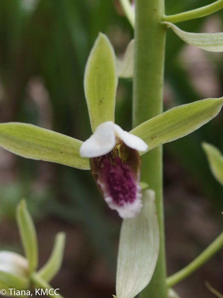 Eulophia plantaginea
