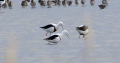 Cladorhynchus leucocephalus