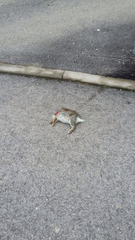 Oryctolagus cuniculus