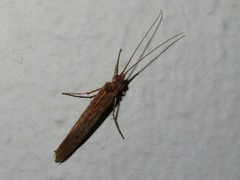 Limnephilus affinis