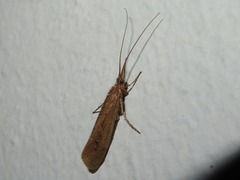 Limnephilus affinis