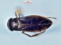 Sigara decoratella