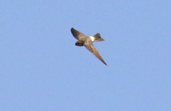 Aerodramus terraereginae