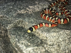 Lampropeltis pyromelana