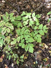 Phytomyza actaeivora