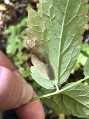 Phytomyza actaeivora