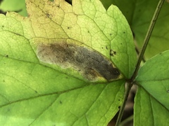 Phytomyza actaeivora