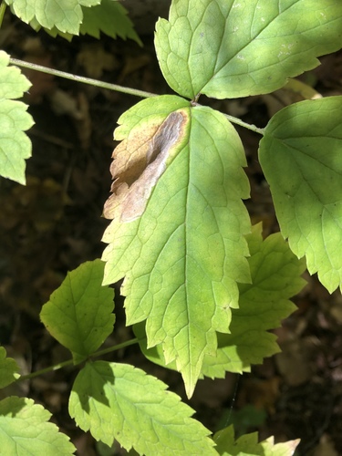 Actaea Leafminer