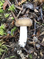 Russula consobrina