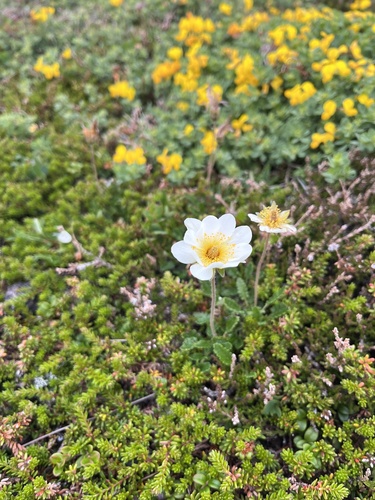 Eight-petal Mountain-Avens