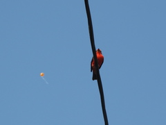 Pyrocephalus rubinus