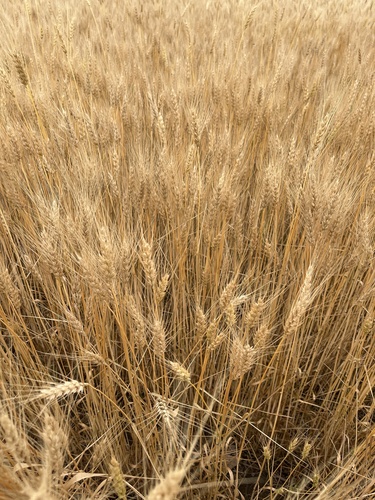 Bread Wheat