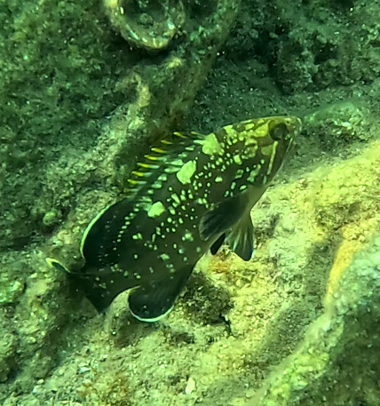 Dusky Grouper
