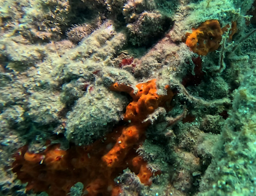 Oyster Sponge
