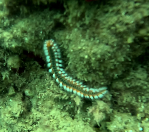 Bearded Fireworm