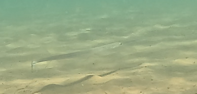 Blue-spotted Cornetfish