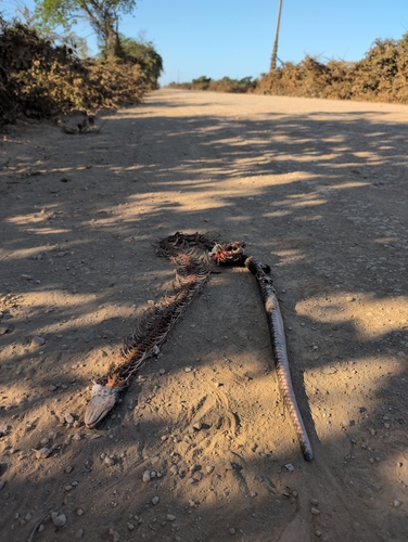 False Water Cobra