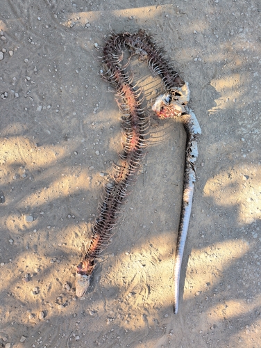 False Water Cobra