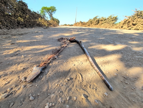 False Water Cobra