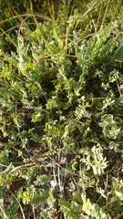 Anthyllis montana