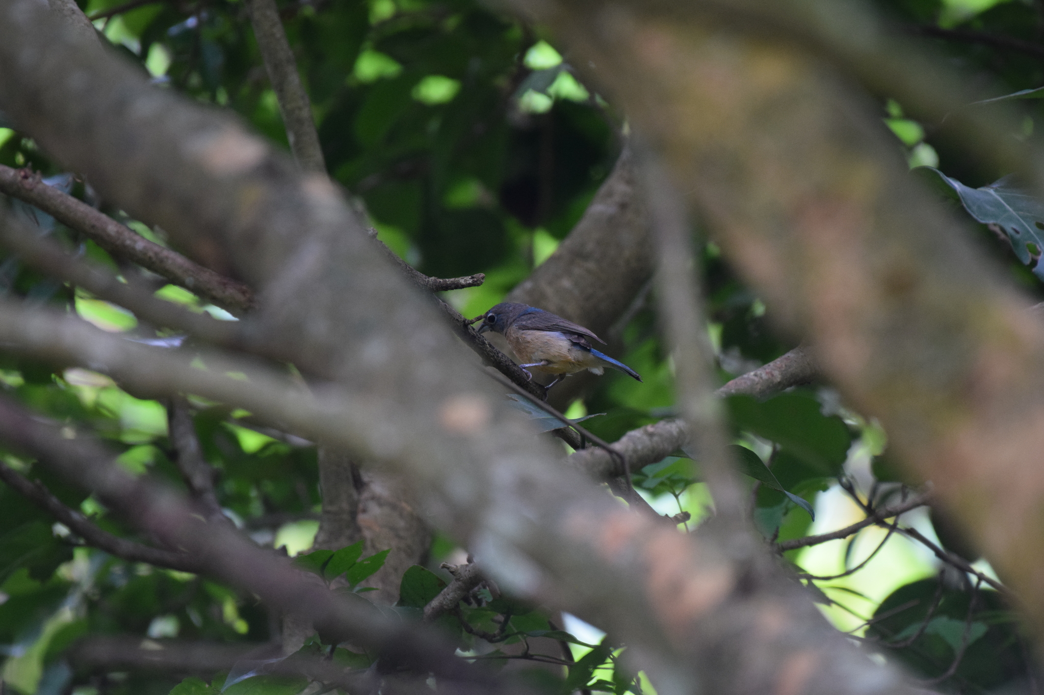 Rose-bellied Bunting (Passerina rositae), photo 5
