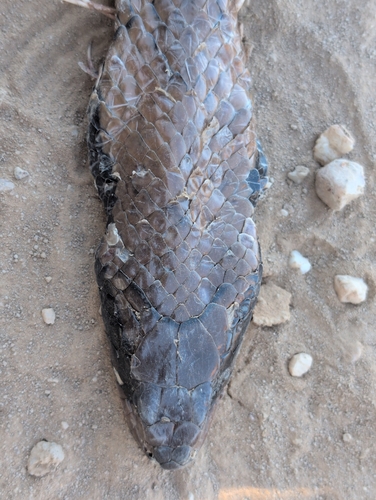 False Water Cobra