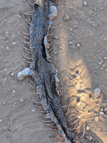 False Water Cobra