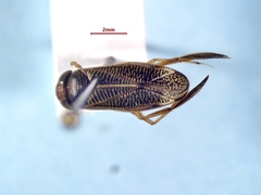 Sigara decoratella