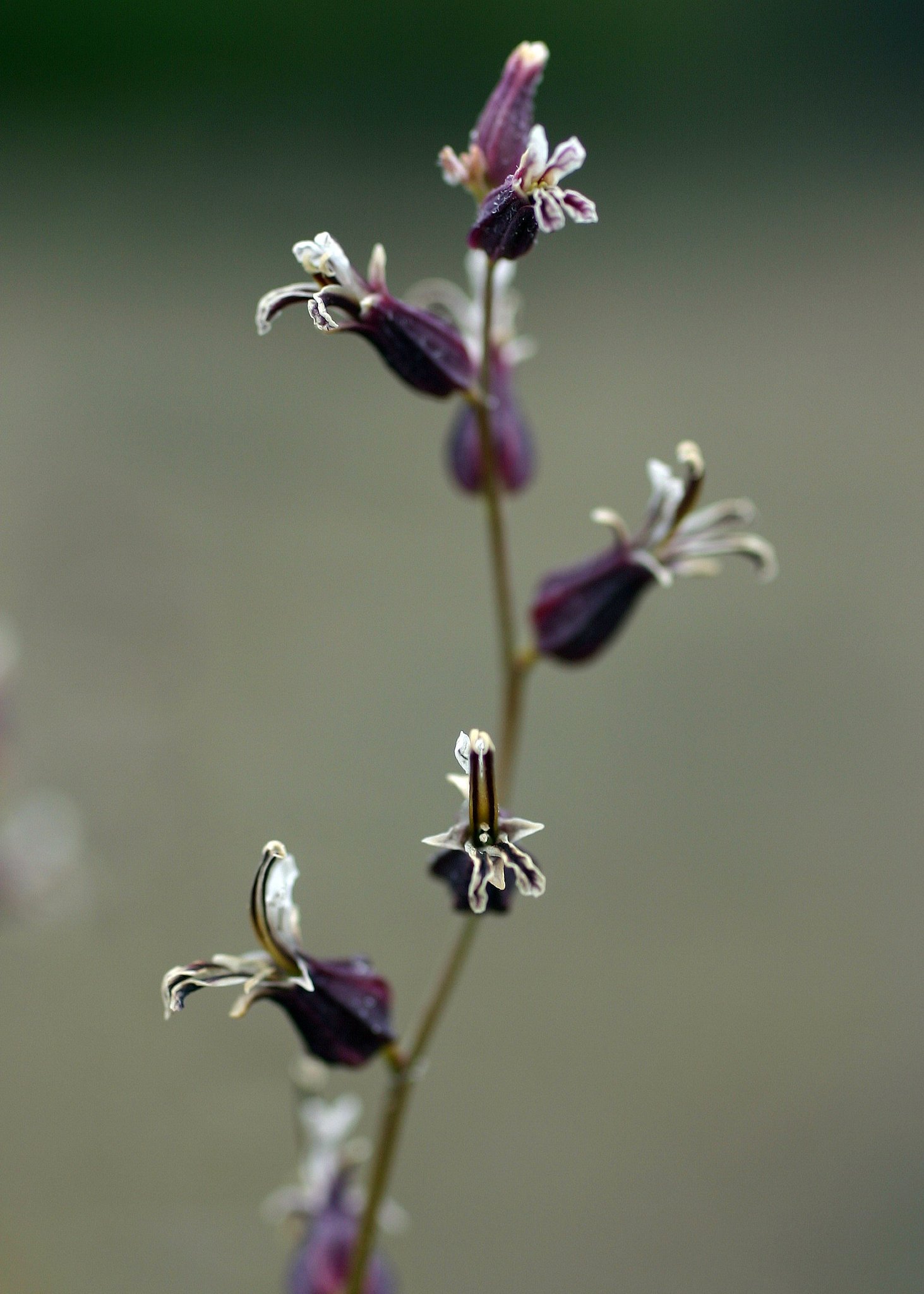 Streptanthus breweri