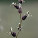 Streptanthus breweri - Photo (c) David Hofmann, algunos derechos reservados (CC BY-NC-ND)