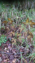 Trochiscanthes nodiflorus
