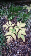 Trochiscanthes nodiflorus