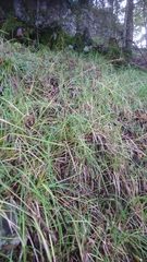 Sesleria