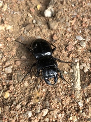 Pasimachus californicus