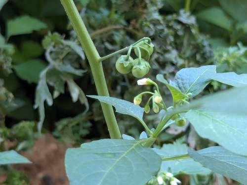 black nightshade