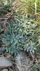 Achillea tomentosa