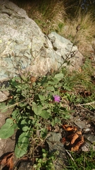 Centaurea arrigonii