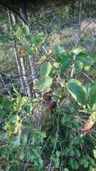 Alnus cordata