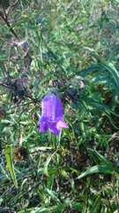 Campanula medium