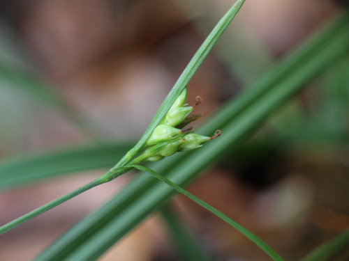 Carex taihokuensis iNat (1)